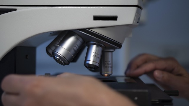 The gut microbiota influences the effectiveness and tolerance of cancer treatments
